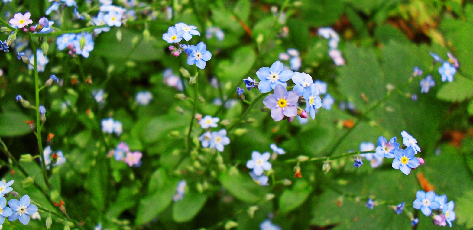 Floricele albastre