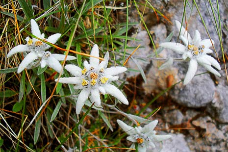 Edelweiss, floare de colt